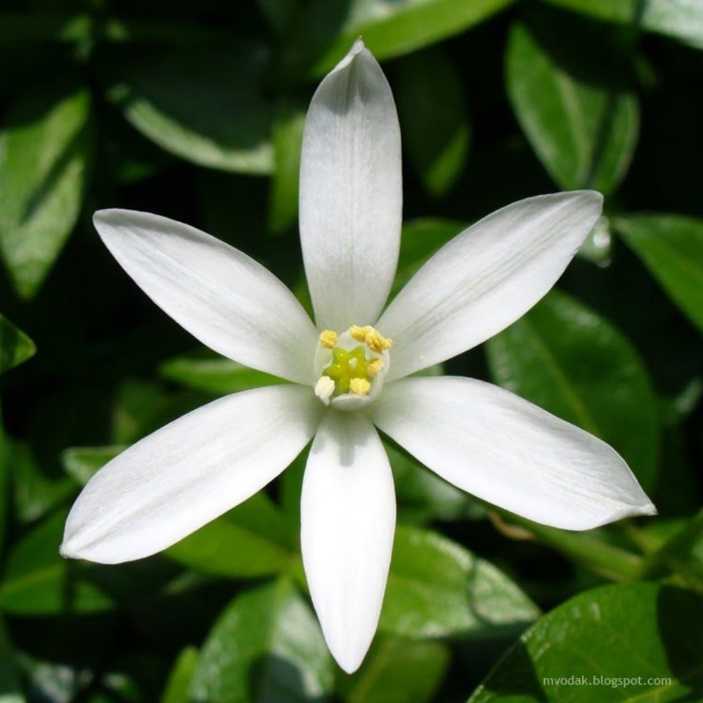 Meet your Posher, Jasmine